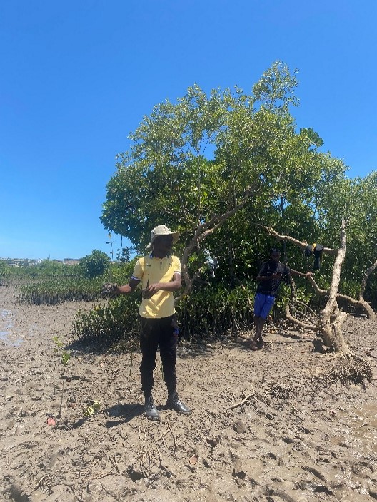 Mbaarak (left) explaining the different varieties of mangrove planted at Tudor Creek.